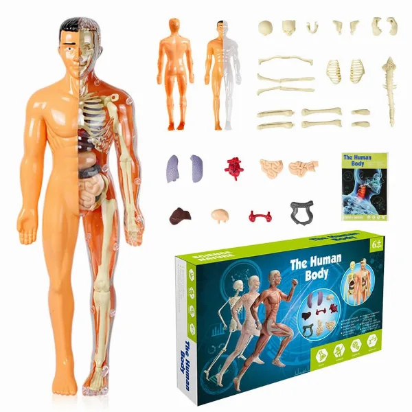 Interactive 3D Human Body Anatomy Model for Kids